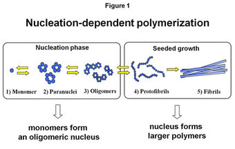 Nucleation-dependent polymerization