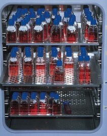 Blick in den Brutschrank